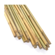 bamboo