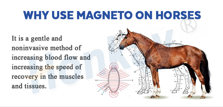 Dual Control 7 Color Touch Screen Pemf Magnetic Therapy Device Physio Magneto Therapy Machine For Horse Pain Relief Dual Contorl Pemf Machine for Horses pemf horse therapy machine,pemf equine machine,pemf machine for horses