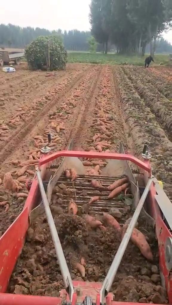 Agricultural Sweet Potato Harvester with  high harvesting rate and  low skin breakage rate