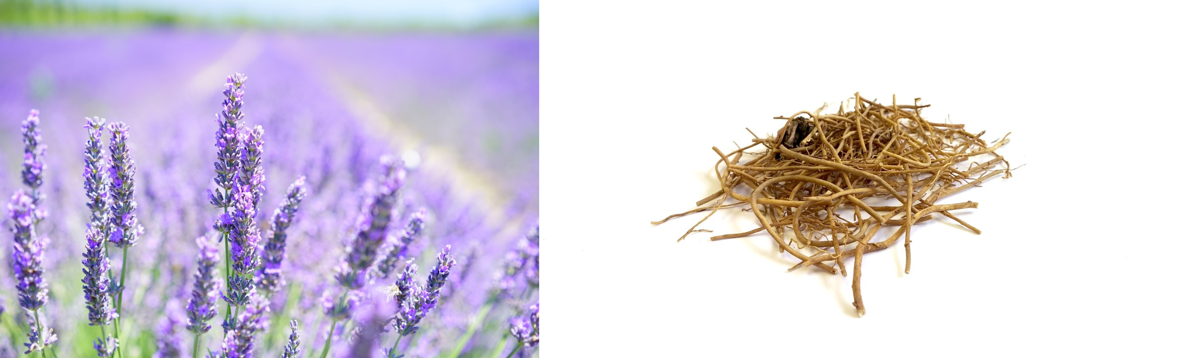 The Herbal Harvester