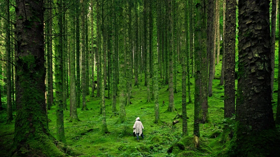 Innovative Harvester Solutions for Efficient Forest Management