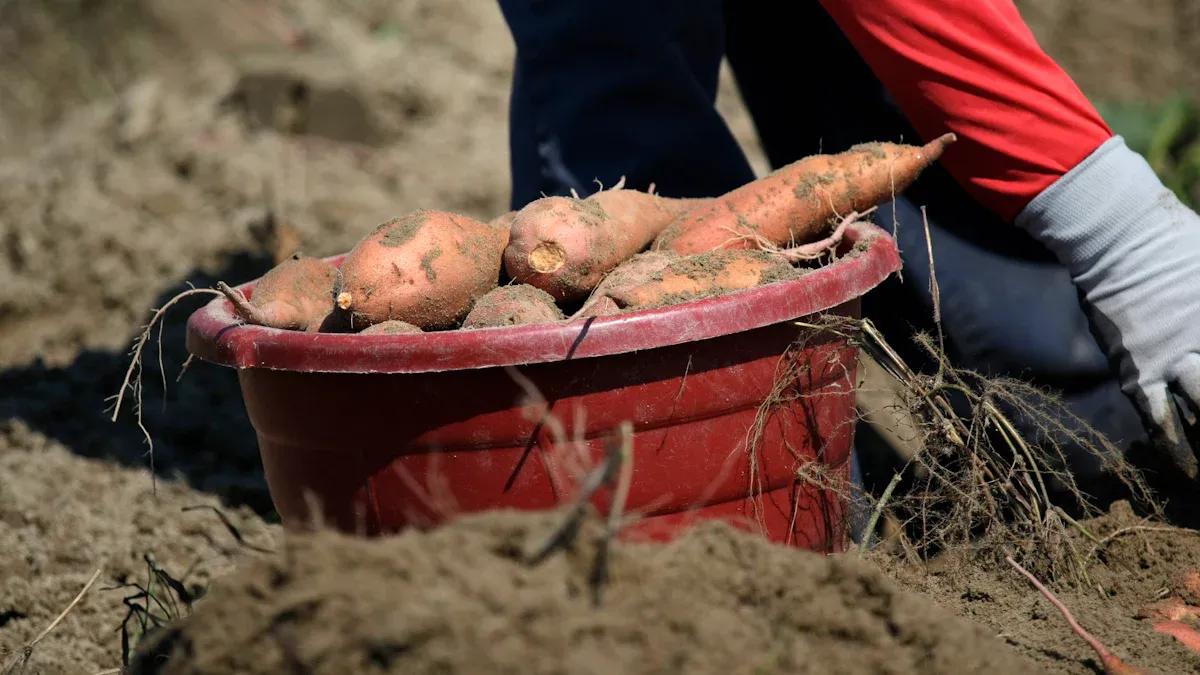 Working Principle of Potato Harvesters