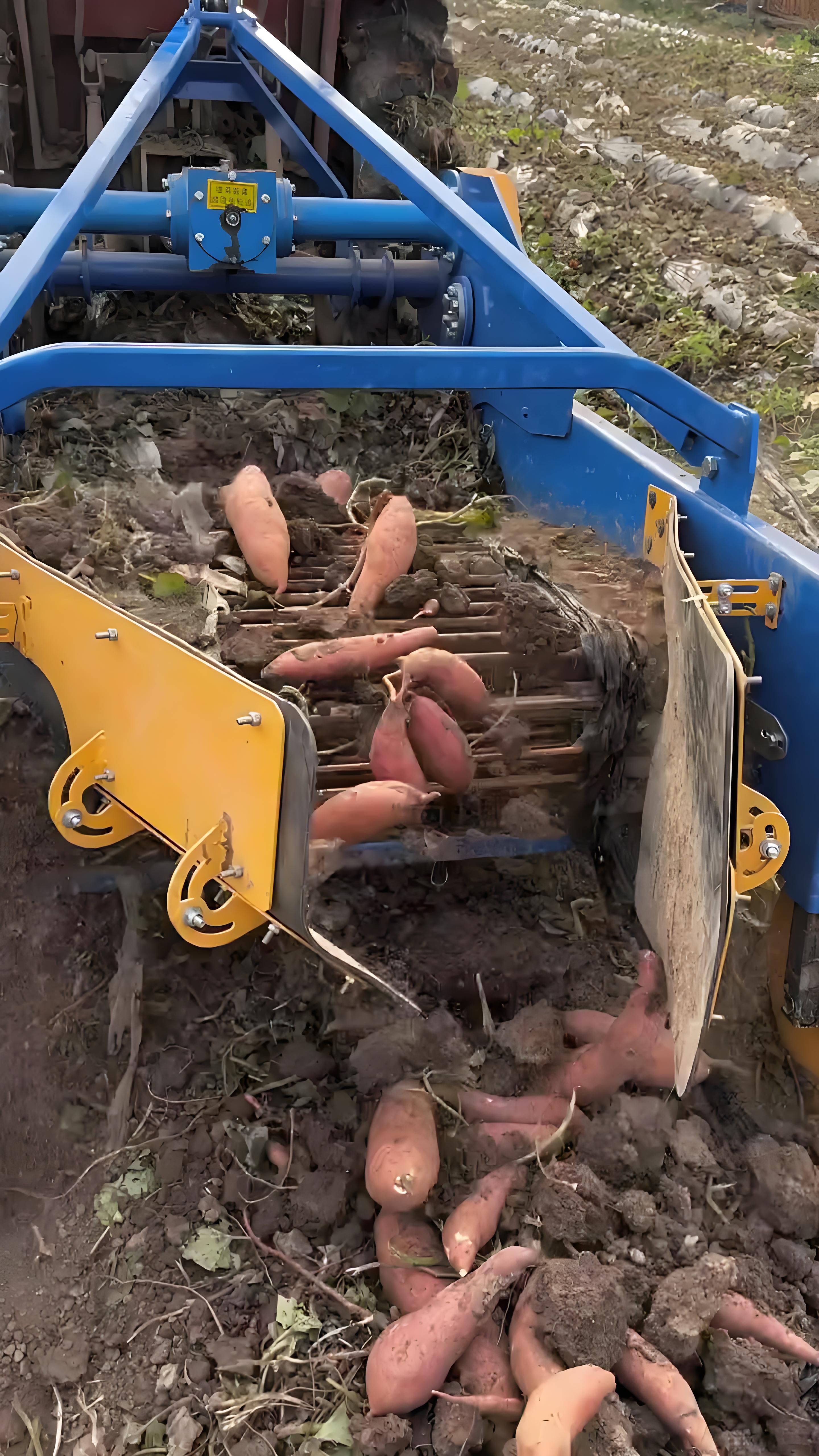 Multi Functional Sweet Potato Harvester